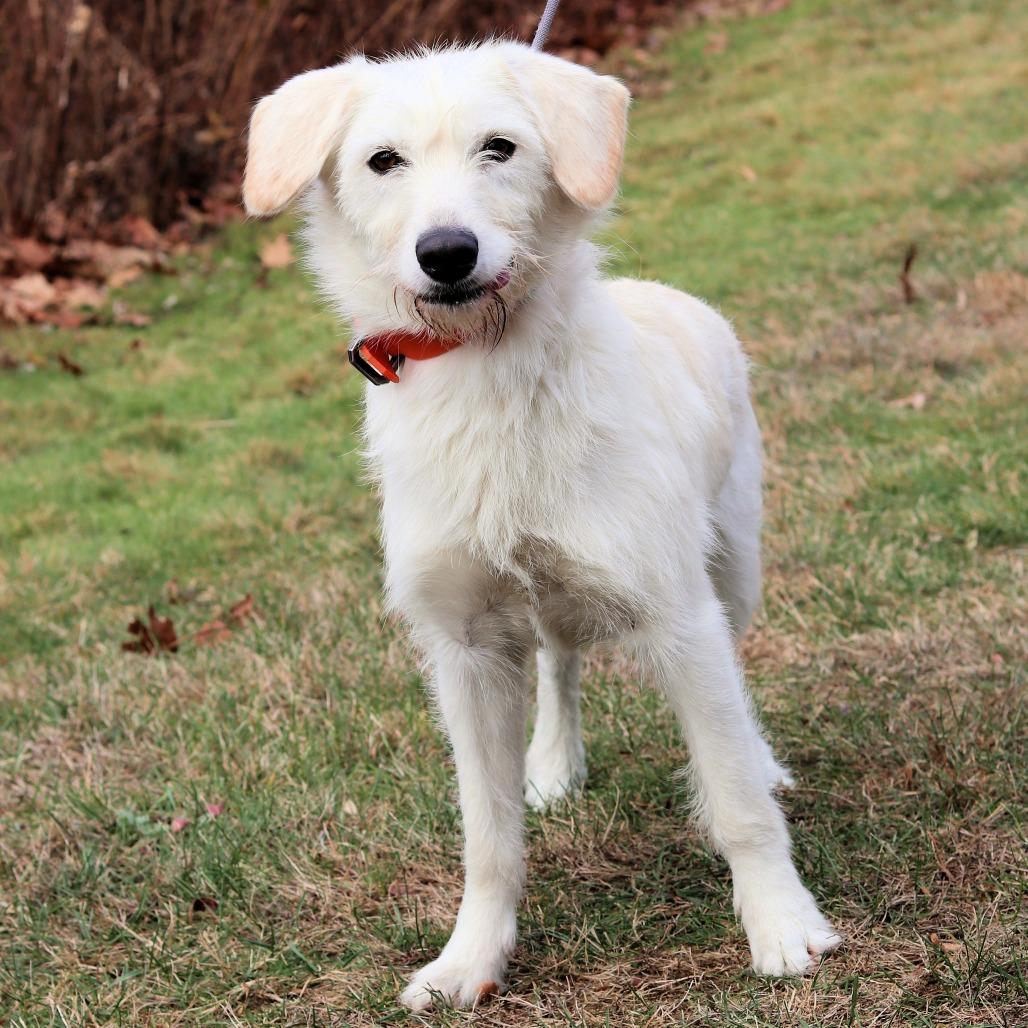 CT Sunny (Foster in Tolland, CT), a Adoptable mixed breed in Eastford, CT image 3/6
