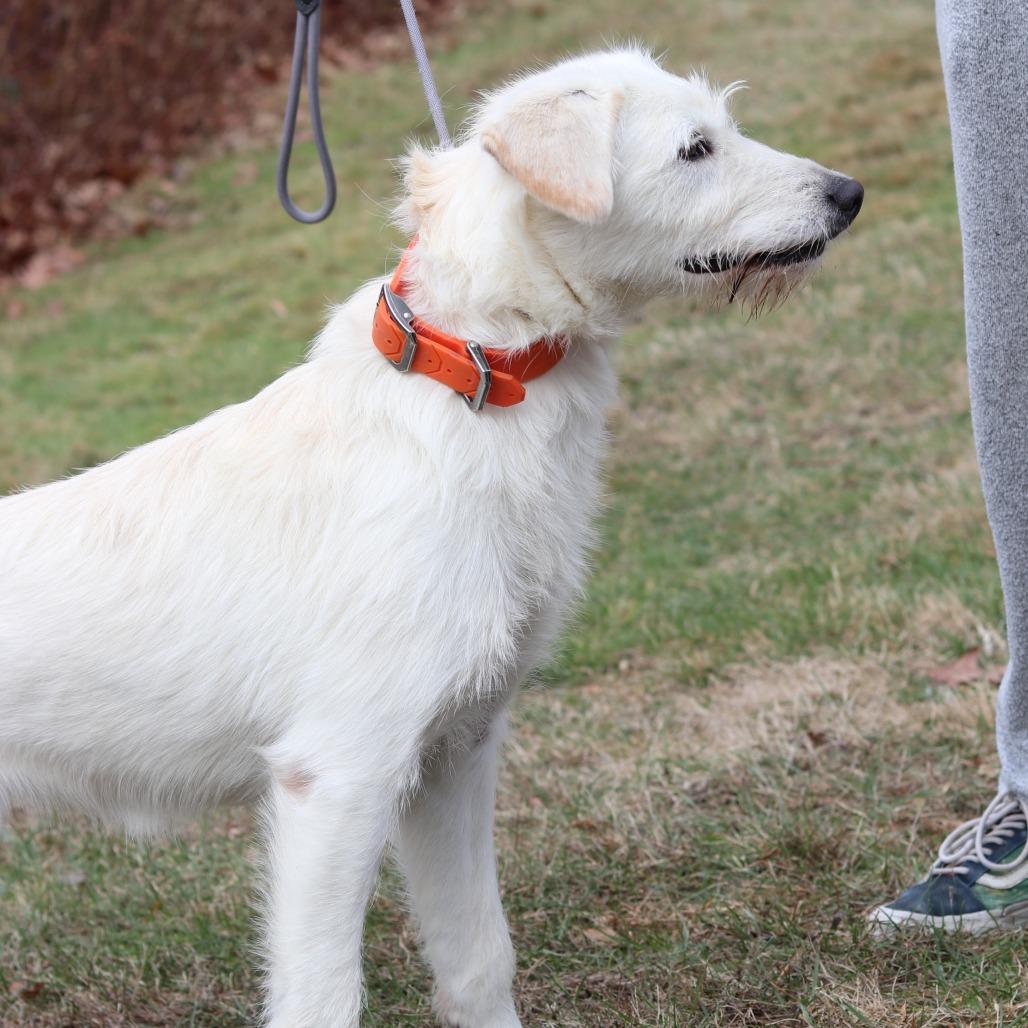 CT Sunny (Foster in Tolland, CT), a Adoptable mixed breed in Eastford, CT image 6/6