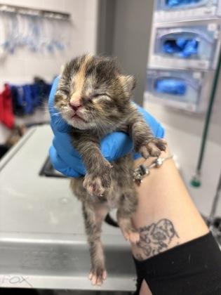 Jo, Adoptable, Kitten Female Domestic Short Hair & Domestic Short Hair.