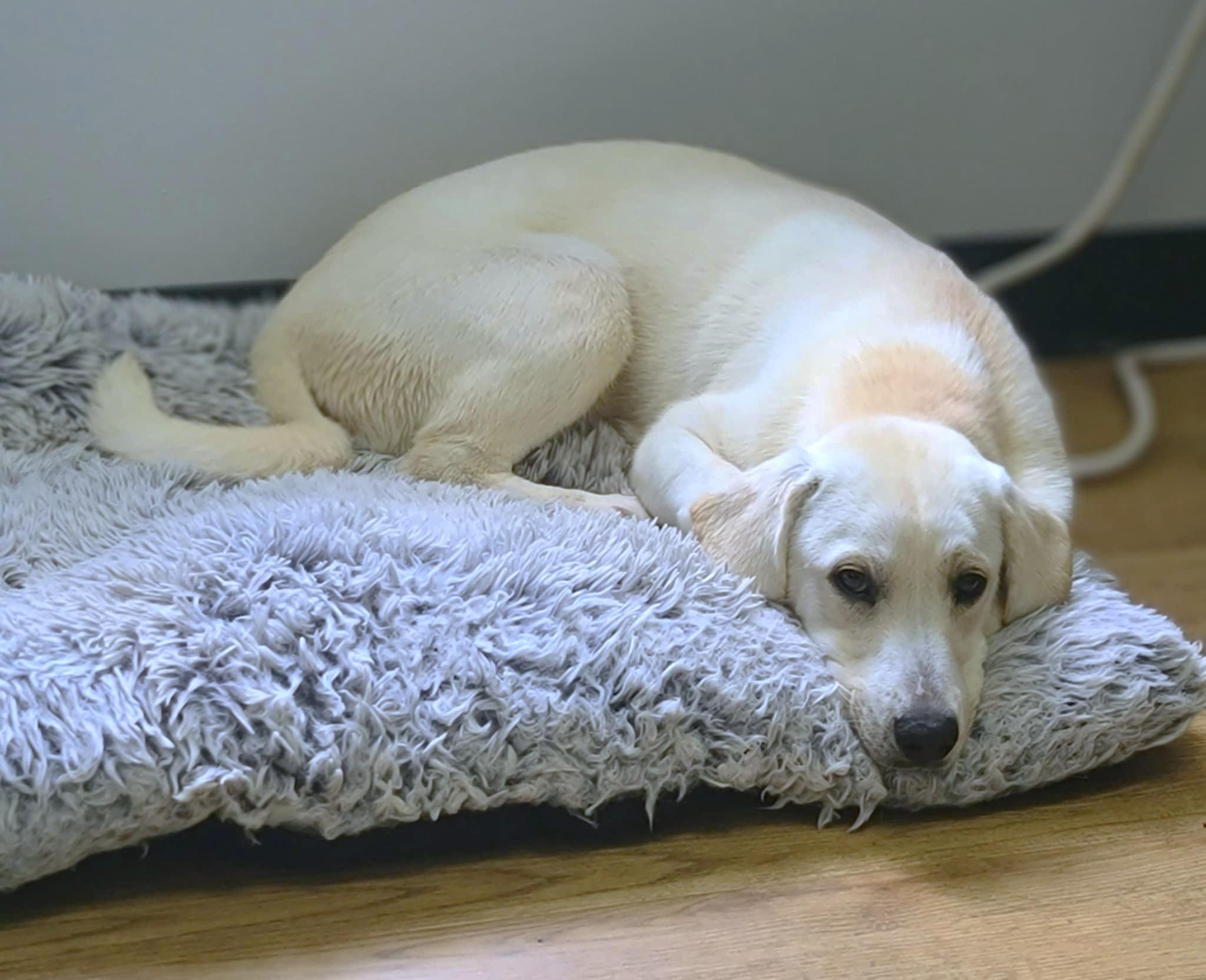 Ella