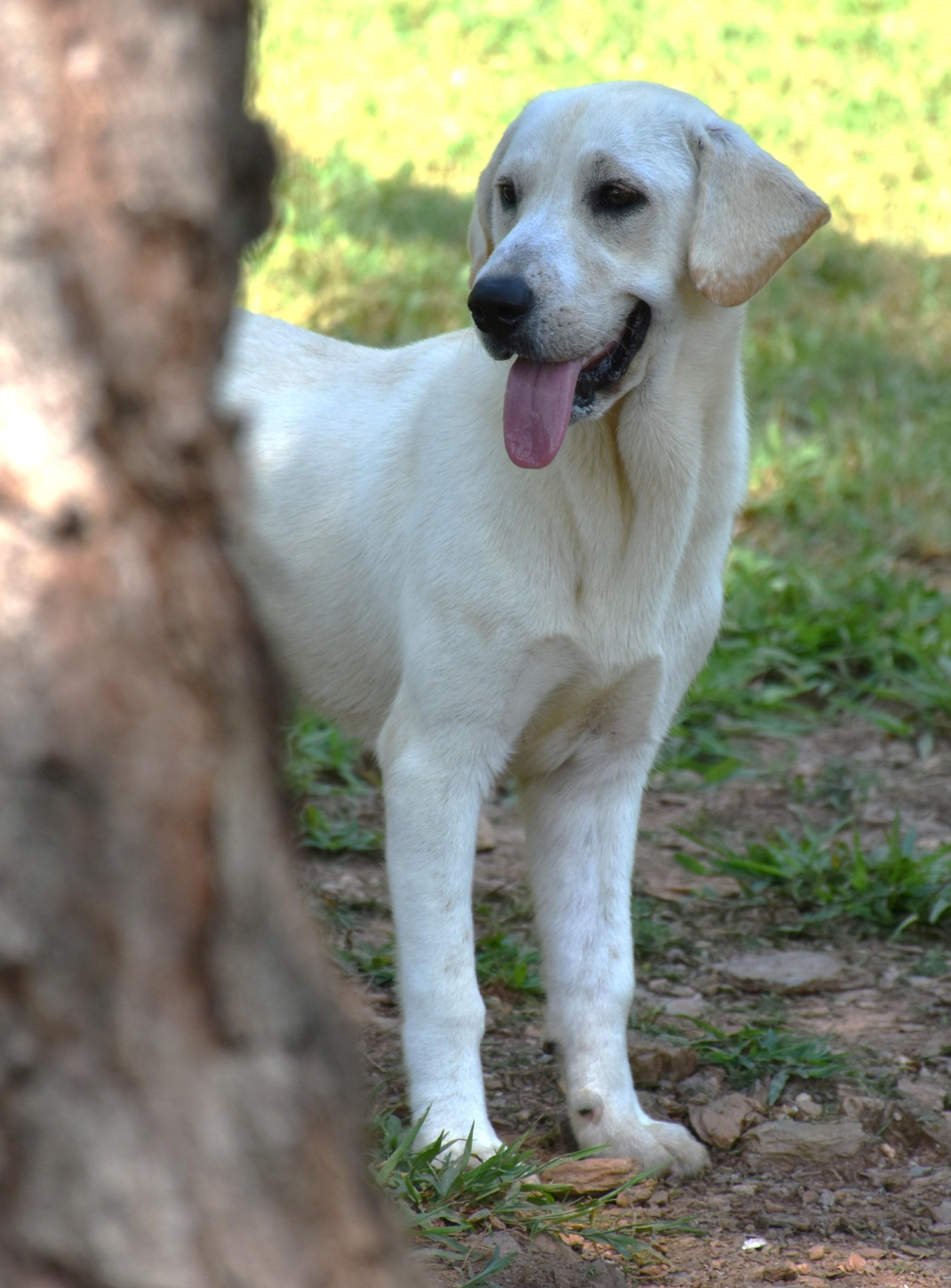 Ella