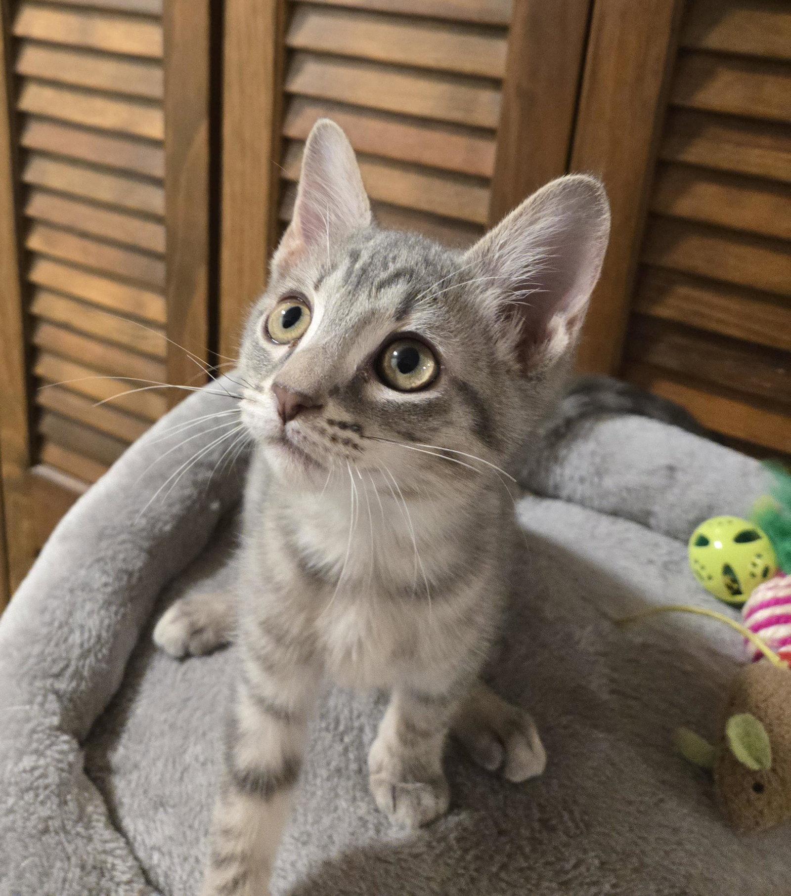 Louis Vuitton, Adopted, Kitten Male Tabby & Domestic Short Hair.