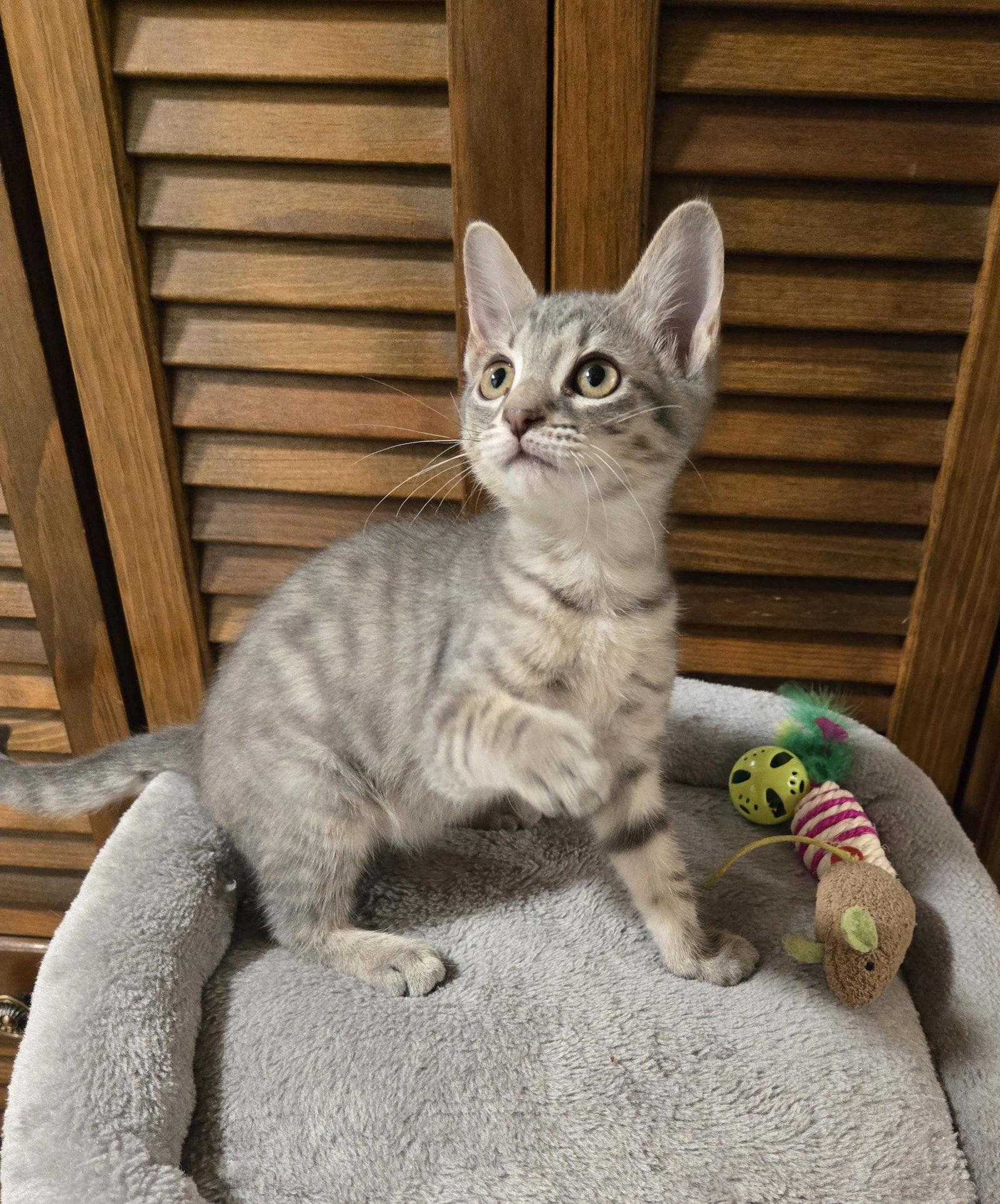 Louis Vuitton, a Adopted mixed breed in Fayetteville, GA image 2/3
