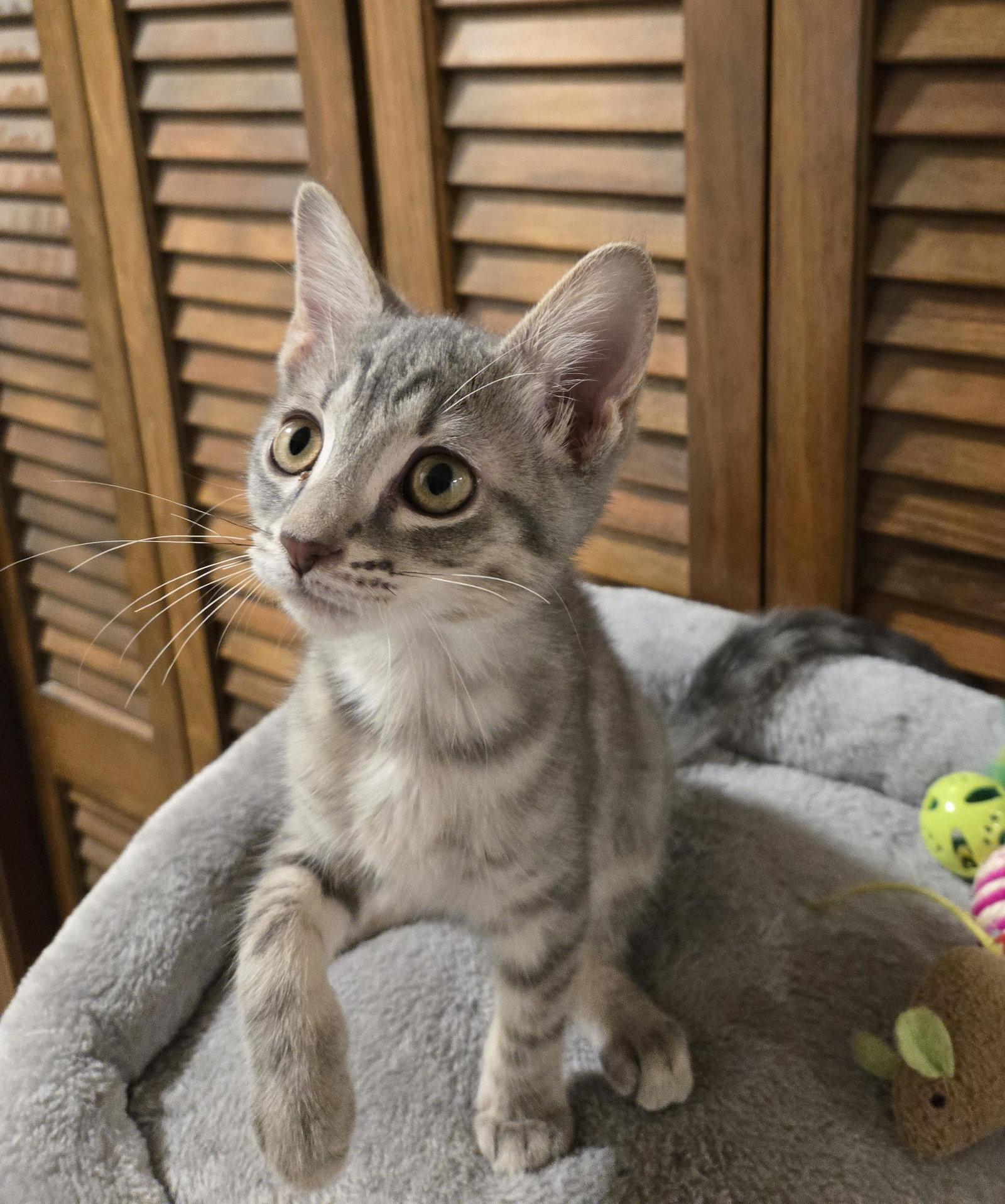 Louis Vuitton, a Adopted mixed breed in Fayetteville, GA image 3/3