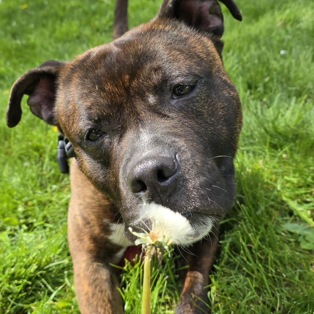 Enlarge Bilbo Waggins, a Adoptable Pit Bull Terrier in Tacoma, WA image 2/3