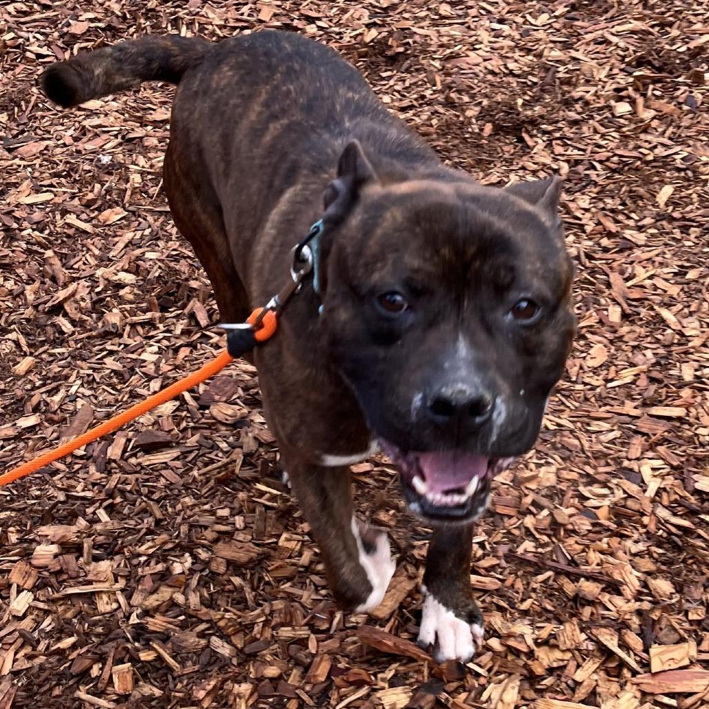 Enlarge Bilbo Waggins, a Adoptable Pit Bull Terrier in Tacoma, WA image 3/3