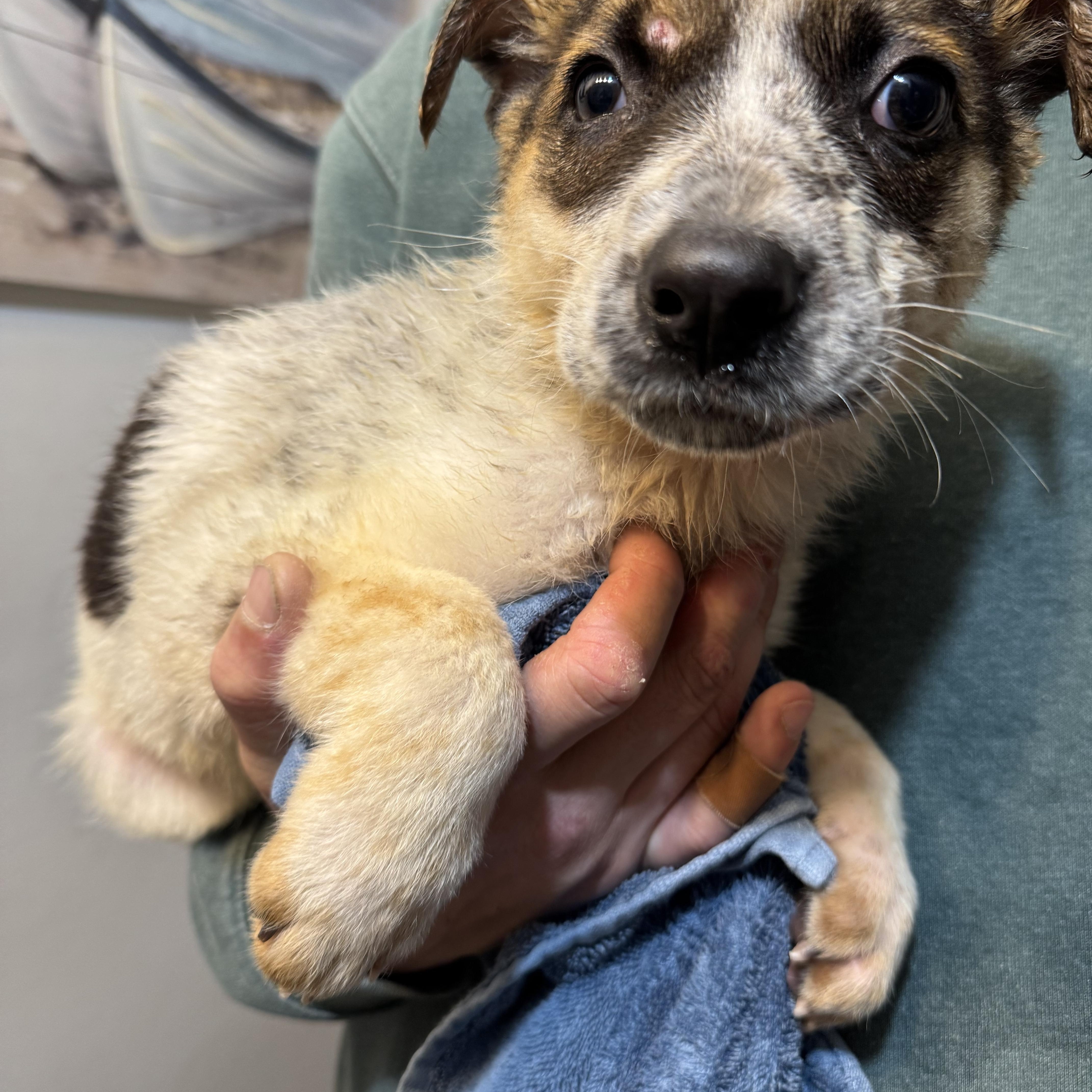 Enlarge Brantley! Sweet happy boy!, a ADOPTABLE mixed breed in RUSSIAVILLE, IN image 3/4