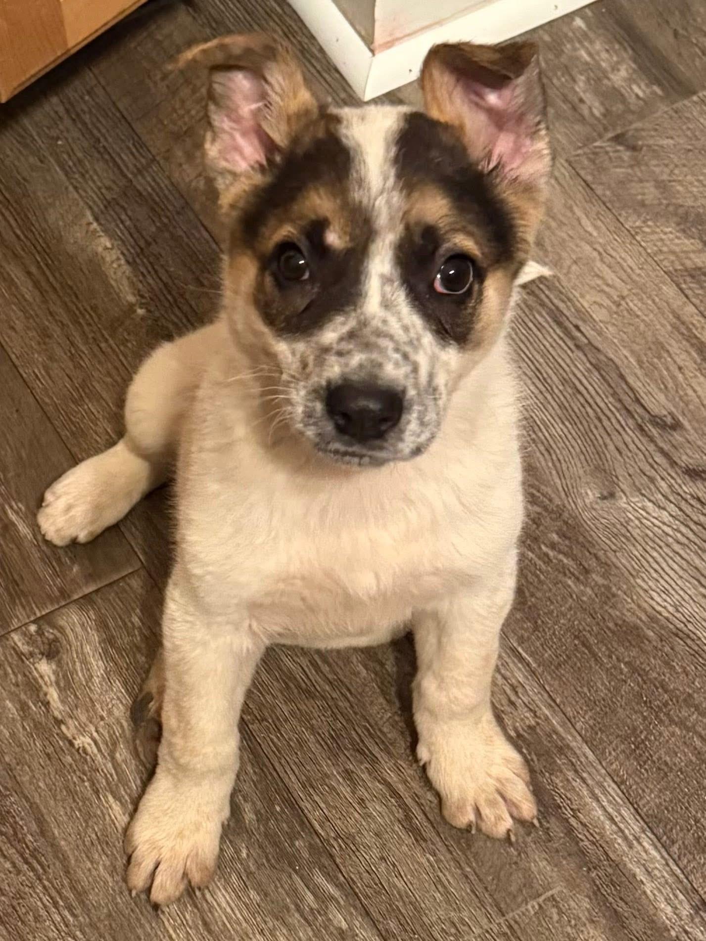 Brantley! Sweet happy boy!, ADOPTABLE, Puppy Male Cattle Dog & Collie.