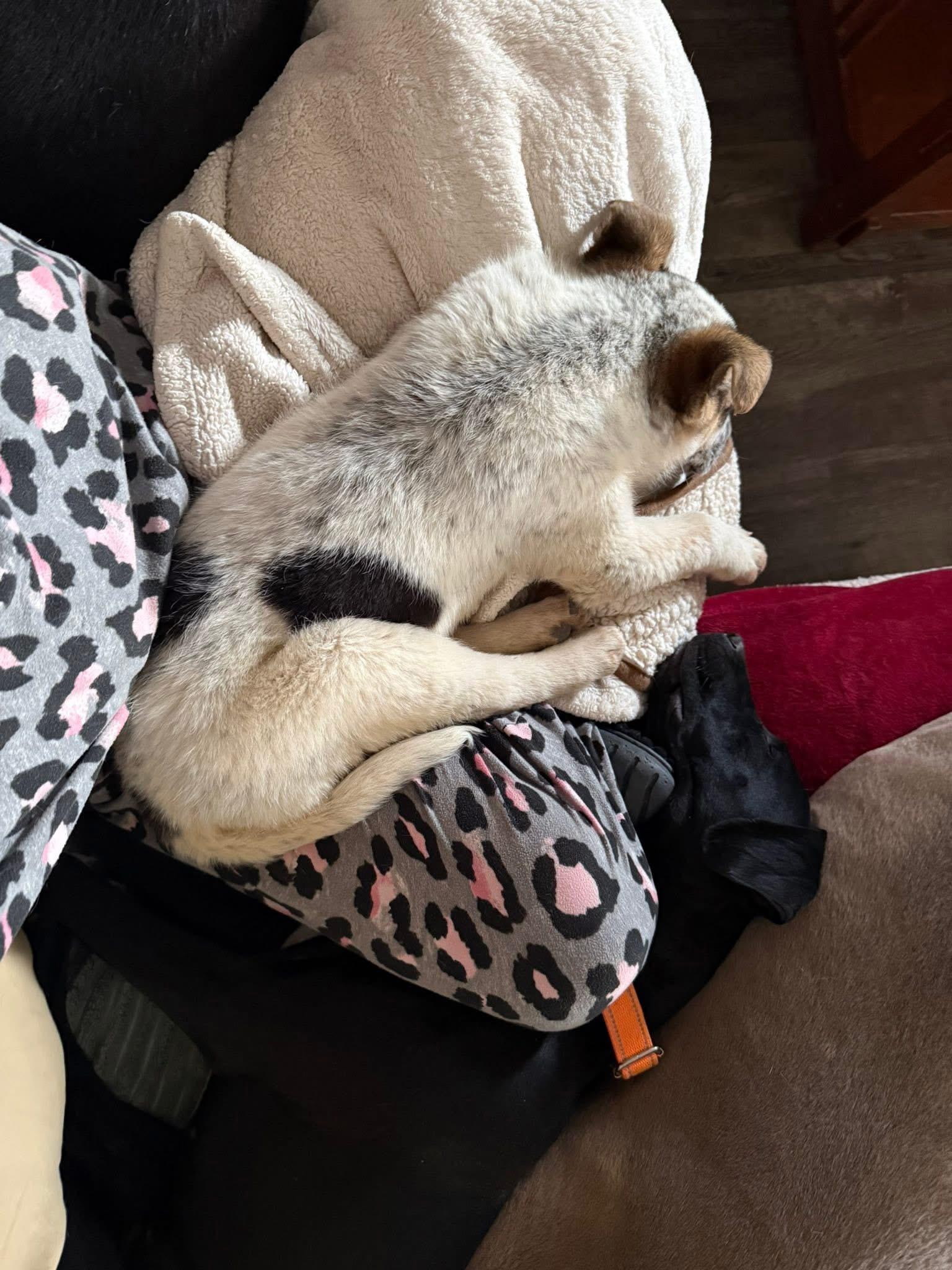 Enlarge Brantley! Sweet happy boy!, a ADOPTABLE mixed breed in RUSSIAVILLE, IN image 2/4