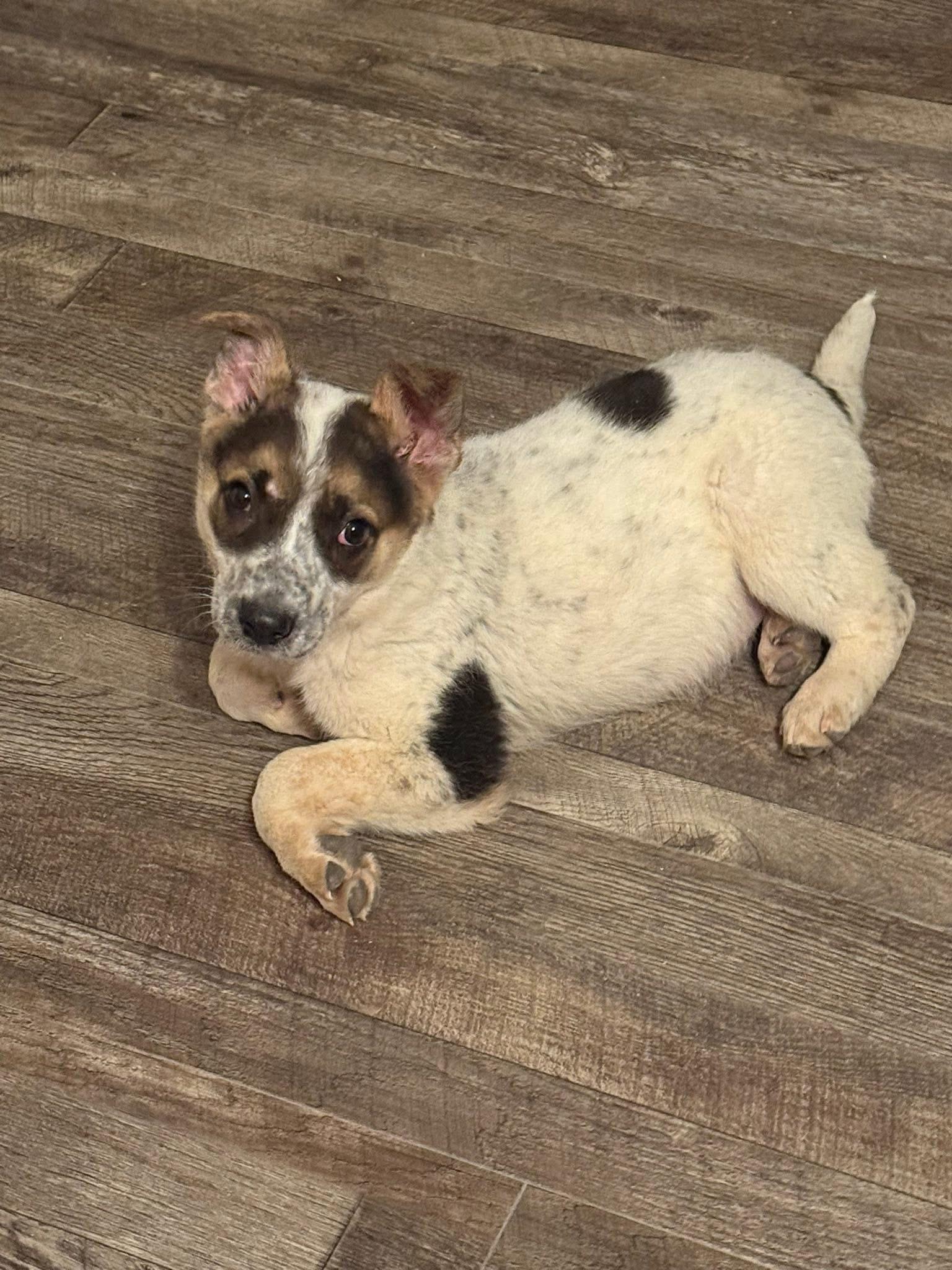 Enlarge Brantley! Sweet happy boy!, a ADOPTABLE mixed breed in RUSSIAVILLE, IN image 4/4