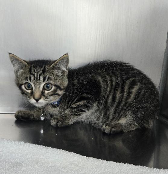 Clancy, Adoptable, Kitten Male Domestic Short Hair.