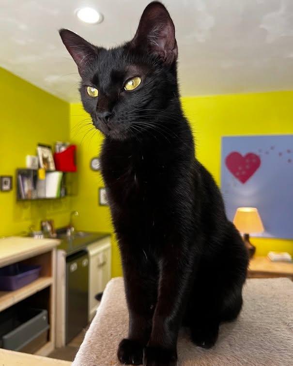 Enlarge PAUL, a Adopted Domestic Short Hair in Flint, TX image 4/5