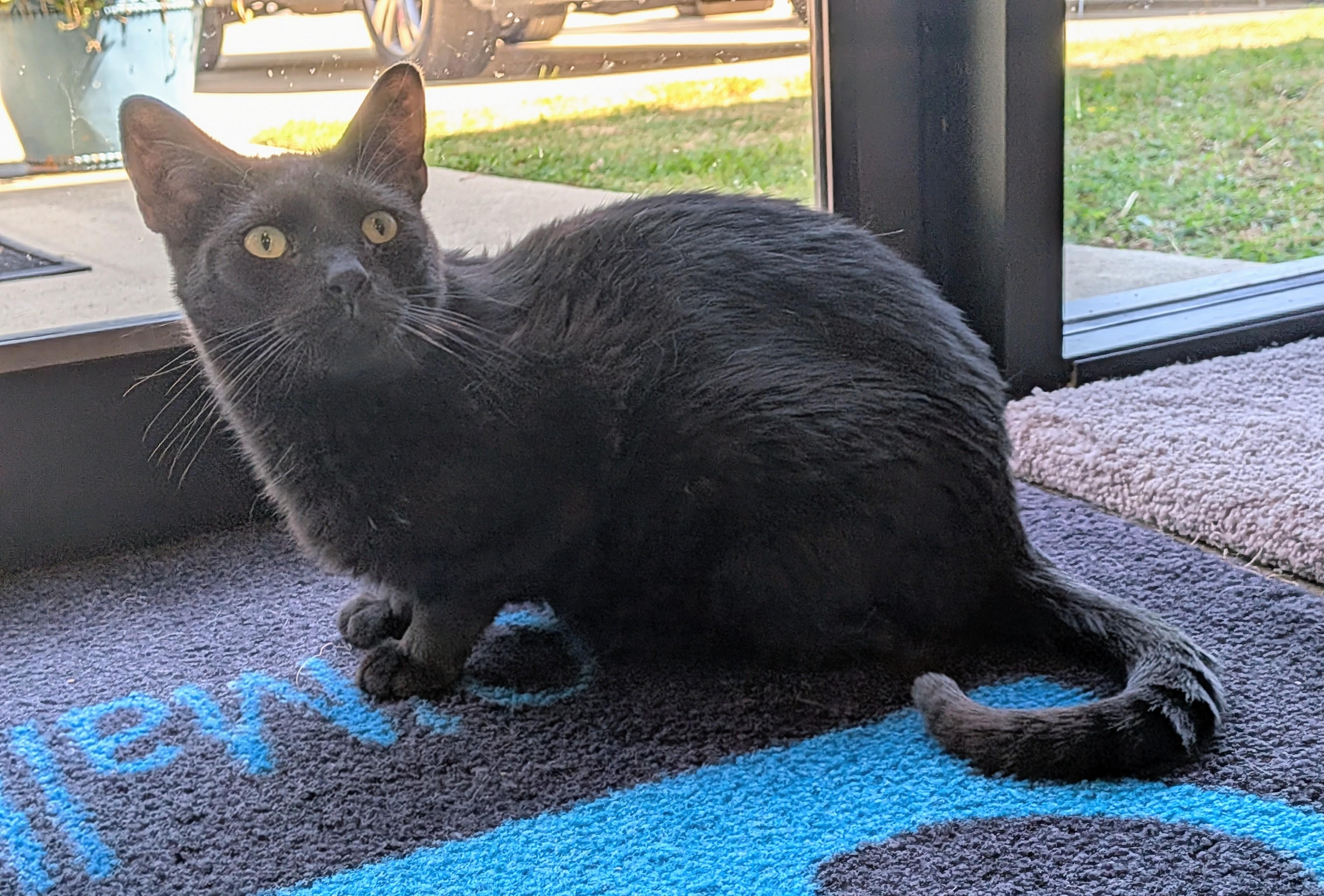 Enlarge PAUL, a Adopted Domestic Short Hair in Flint, TX image 5/5