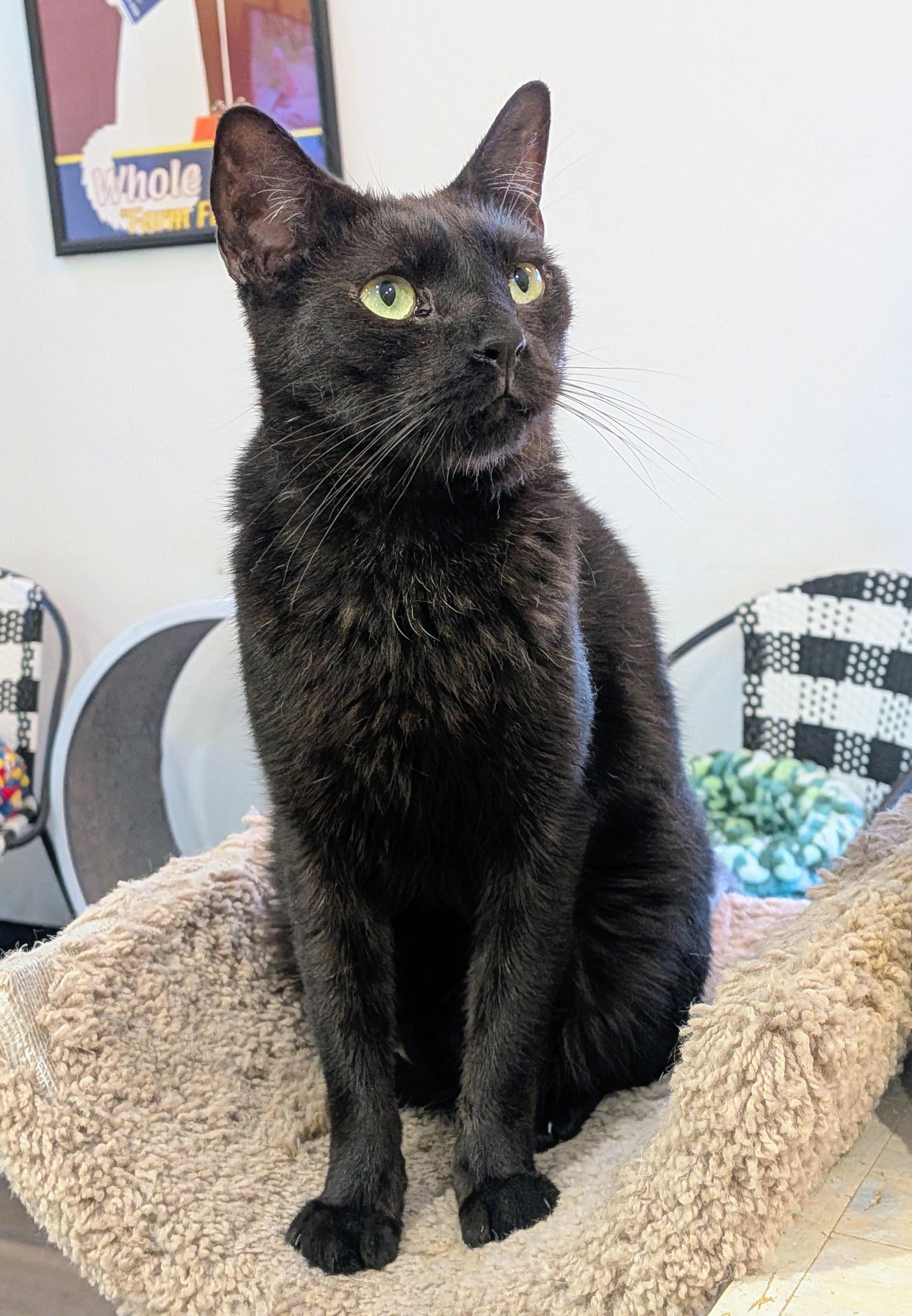 Enlarge PAUL, a Adopted Domestic Short Hair in Flint, TX image 2/5