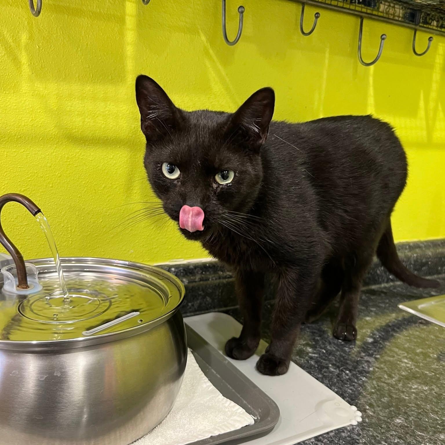 Enlarge PAUL, a Adopted Domestic Short Hair in Flint, TX image 1/5