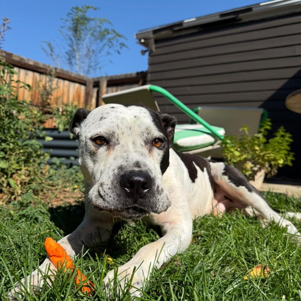 868 (2025) Harvey, Adoptable, Adult Male Pit Bull Terrier.