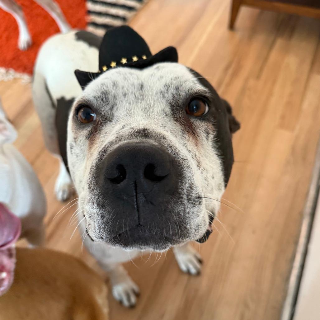 868 (2025) Harvey, a Adoptable Pit Bull Terrier in Parker, CO image 2/3