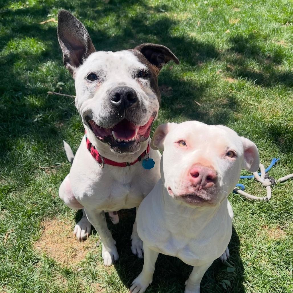 868 (2025) Harvey, a Adoptable Pit Bull Terrier in Parker, CO image 3/3