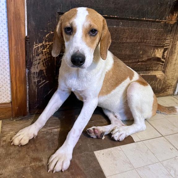 Louie, Adoptable, Young Male Beagle.