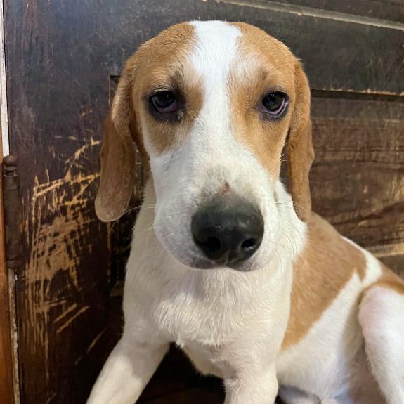 Enlarge Louie, a Adoptable Beagle in London, OH image 1/4