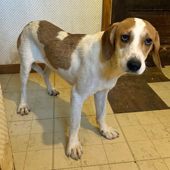 Enlarge Louie, a Adoptable Beagle in London, OH image 3/4