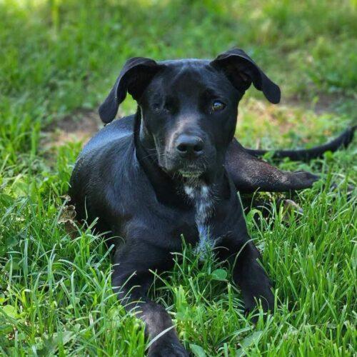 Trinket, Adoptable, Puppy Female Chihuahua & Pit Bull Terrier.