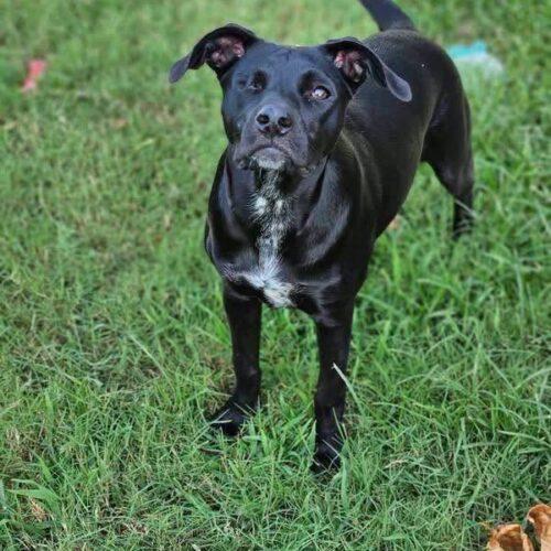 Enlarge Trinket, a Adoptable mixed breed in Broken Arrow, OK image 2/6