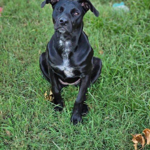 Enlarge Trinket, a Adoptable mixed breed in Broken Arrow, OK image 4/6
