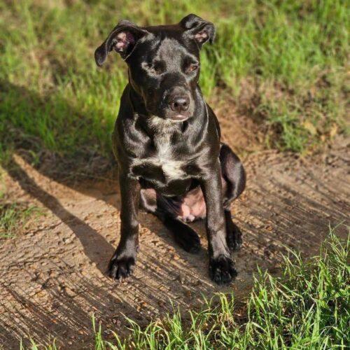 Enlarge Trinket, a Adoptable mixed breed in Broken Arrow, OK image 5/6