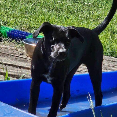Enlarge Trinket, a Adoptable mixed breed in Broken Arrow, OK image 6/6