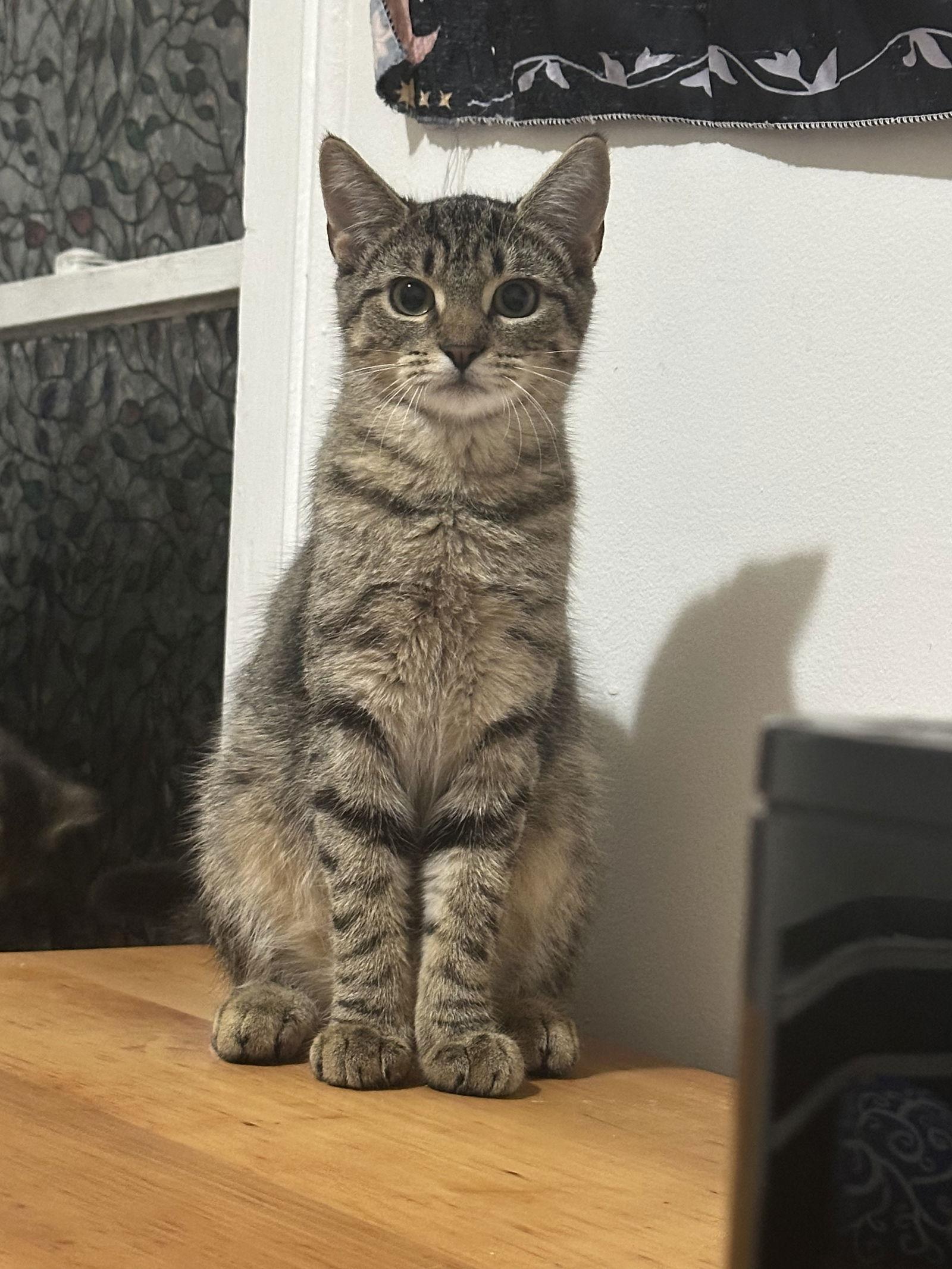 Timone, Adoptable, Young Male Domestic Short Hair.