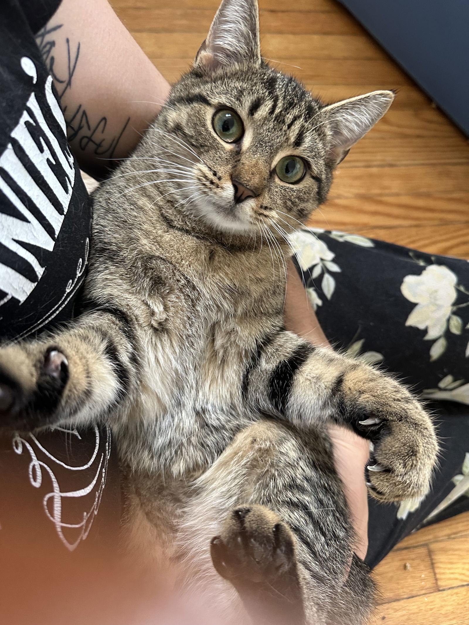 Enlarge Timone, a Adoptable Domestic Short Hair in Rochester, NY image 2/3