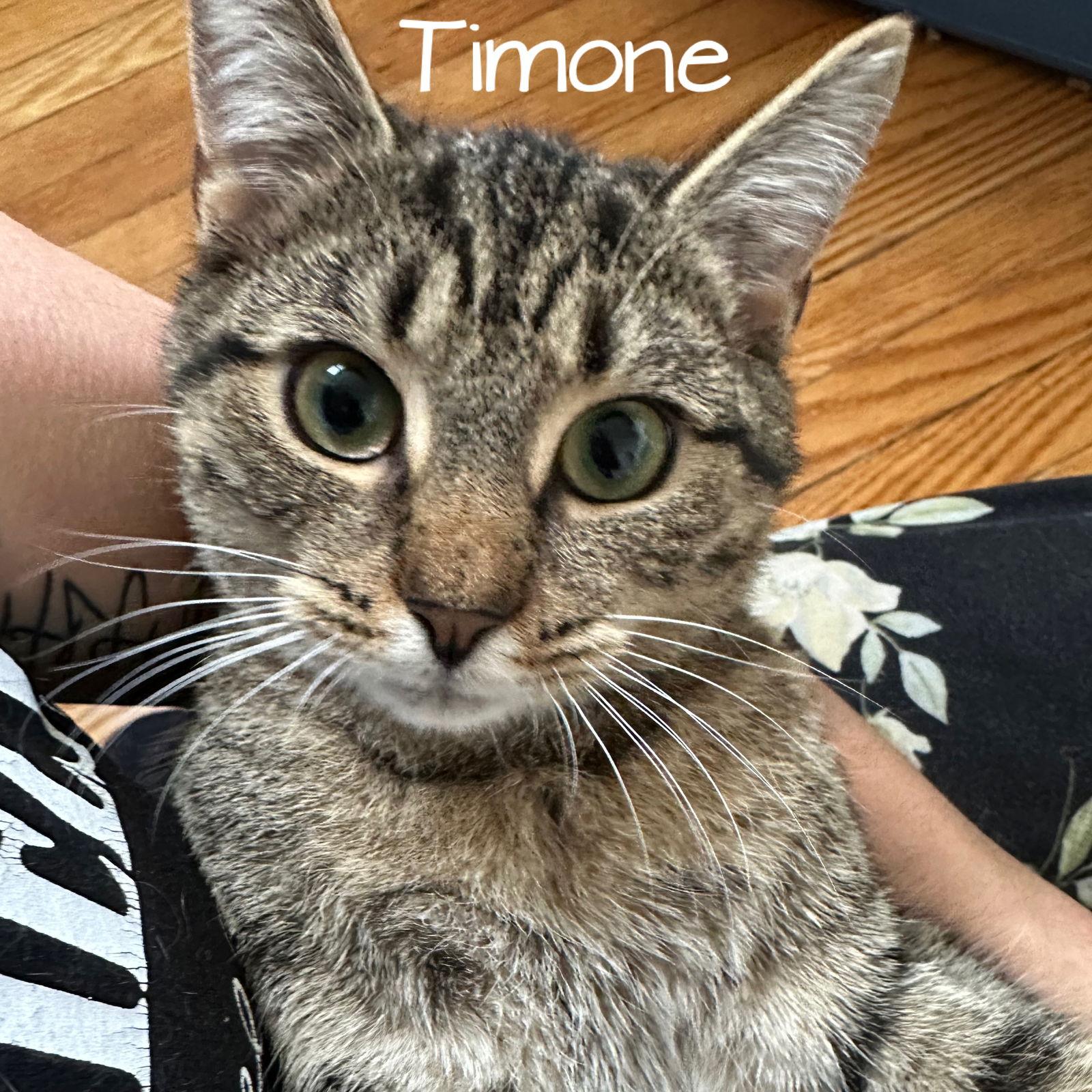 Enlarge Timone, a Adoptable Domestic Short Hair in Rochester, NY image 3/3