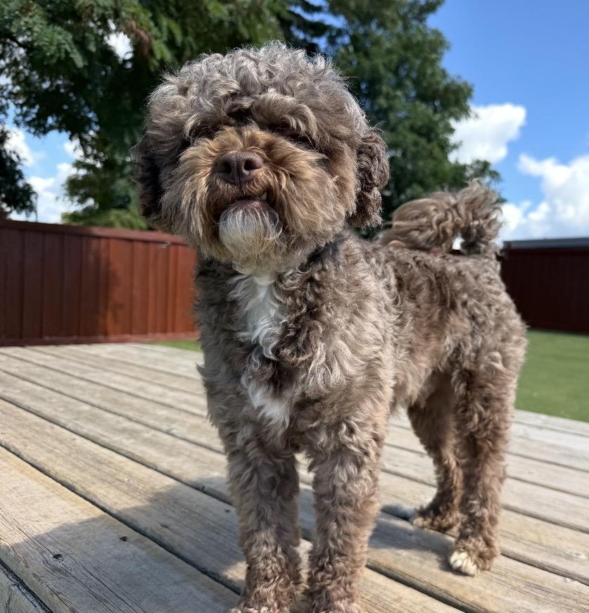 Enlarge Rocky, a Adopted Miniature Poodle in Ajax, ON image 4/5