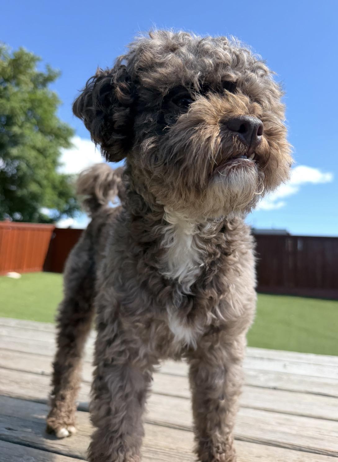 Enlarge Rocky, a Adopted Miniature Poodle in Ajax, ON image 2/5