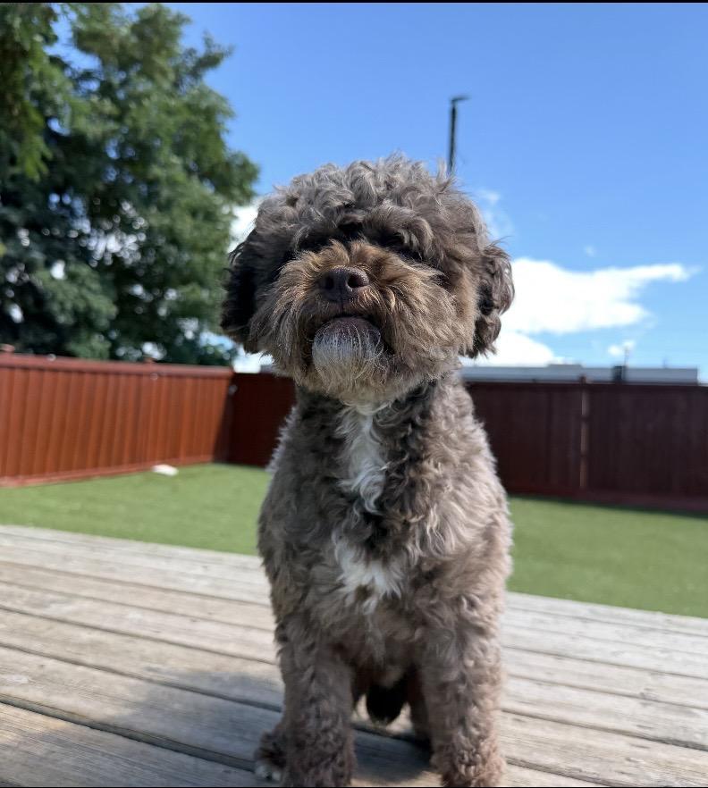 Rocky, Adopted, Adult Male Miniature Poodle.