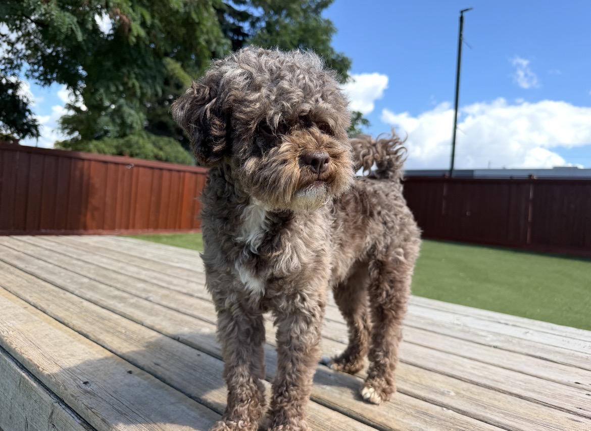 Enlarge Rocky, a Adopted Miniature Poodle in Ajax, ON image 3/5
