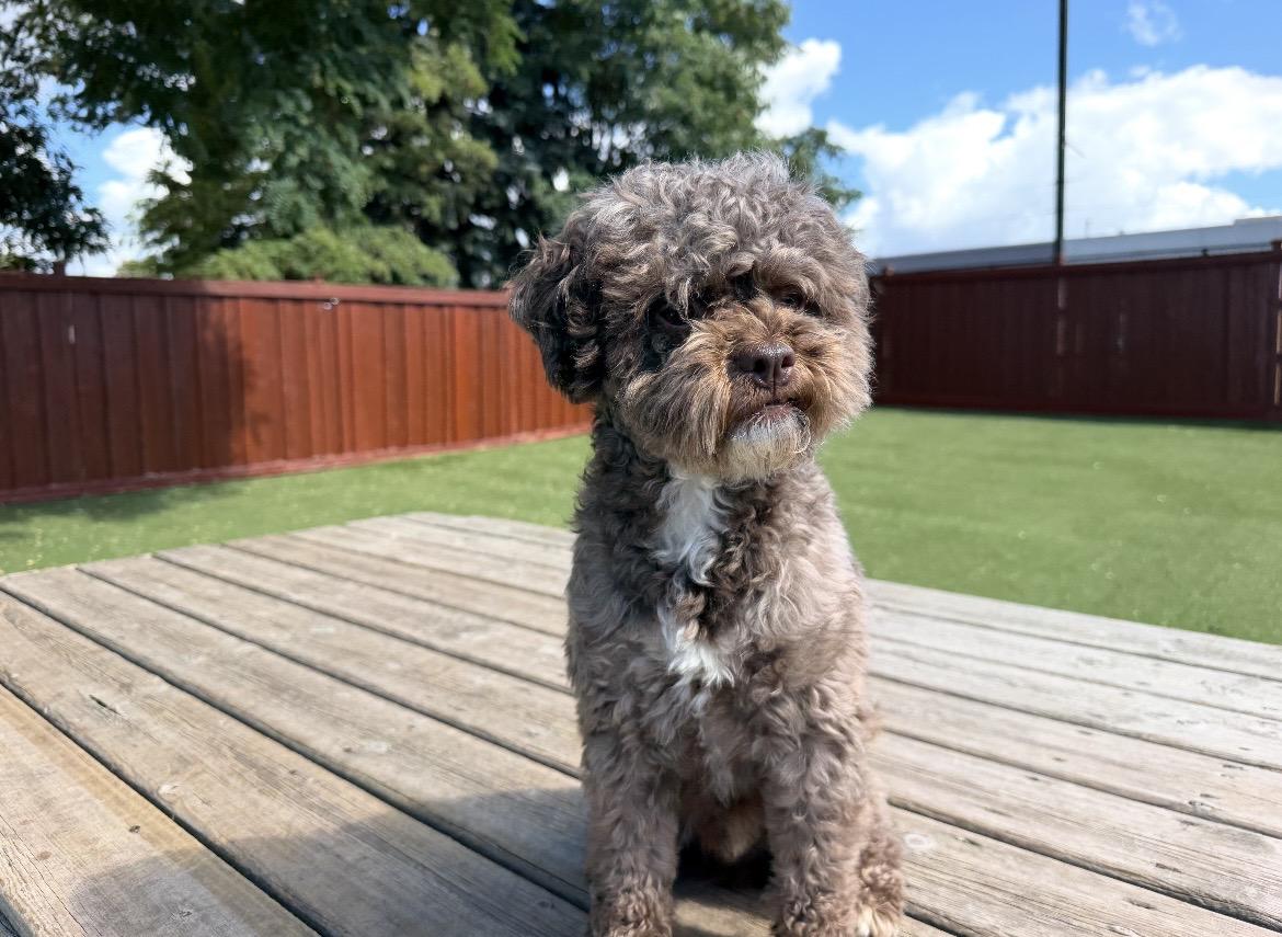 Enlarge Rocky, a Adopted Miniature Poodle in Ajax, ON image 5/5