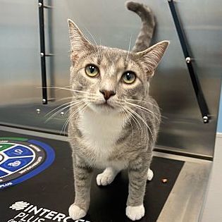 Enlarge Giselle, a Adopted Domestic Short Hair in Bear, DE image 1/1