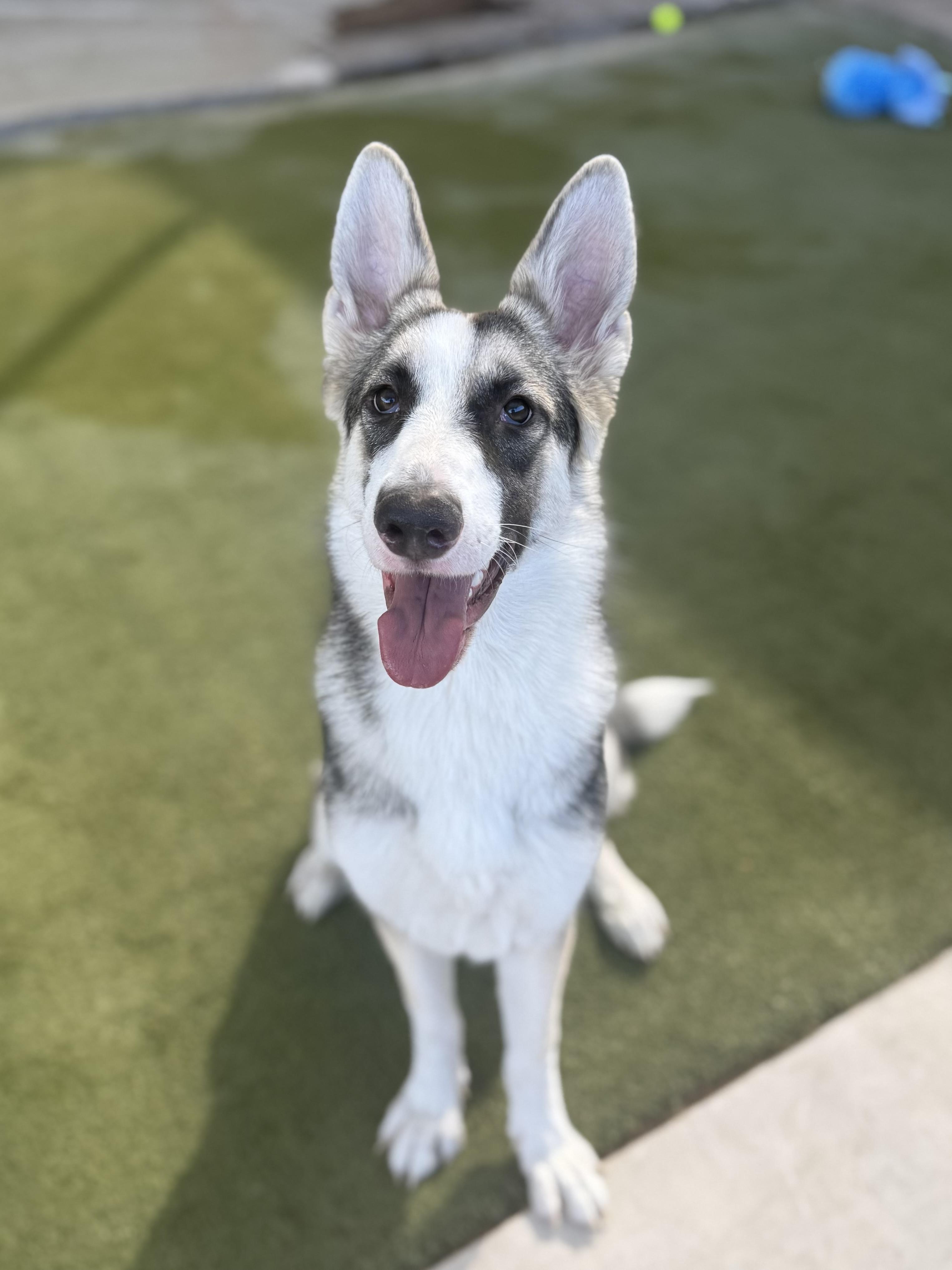 Enlarge Misiu, a Adoptable mixed breed in Boulder City, NV image 1/4