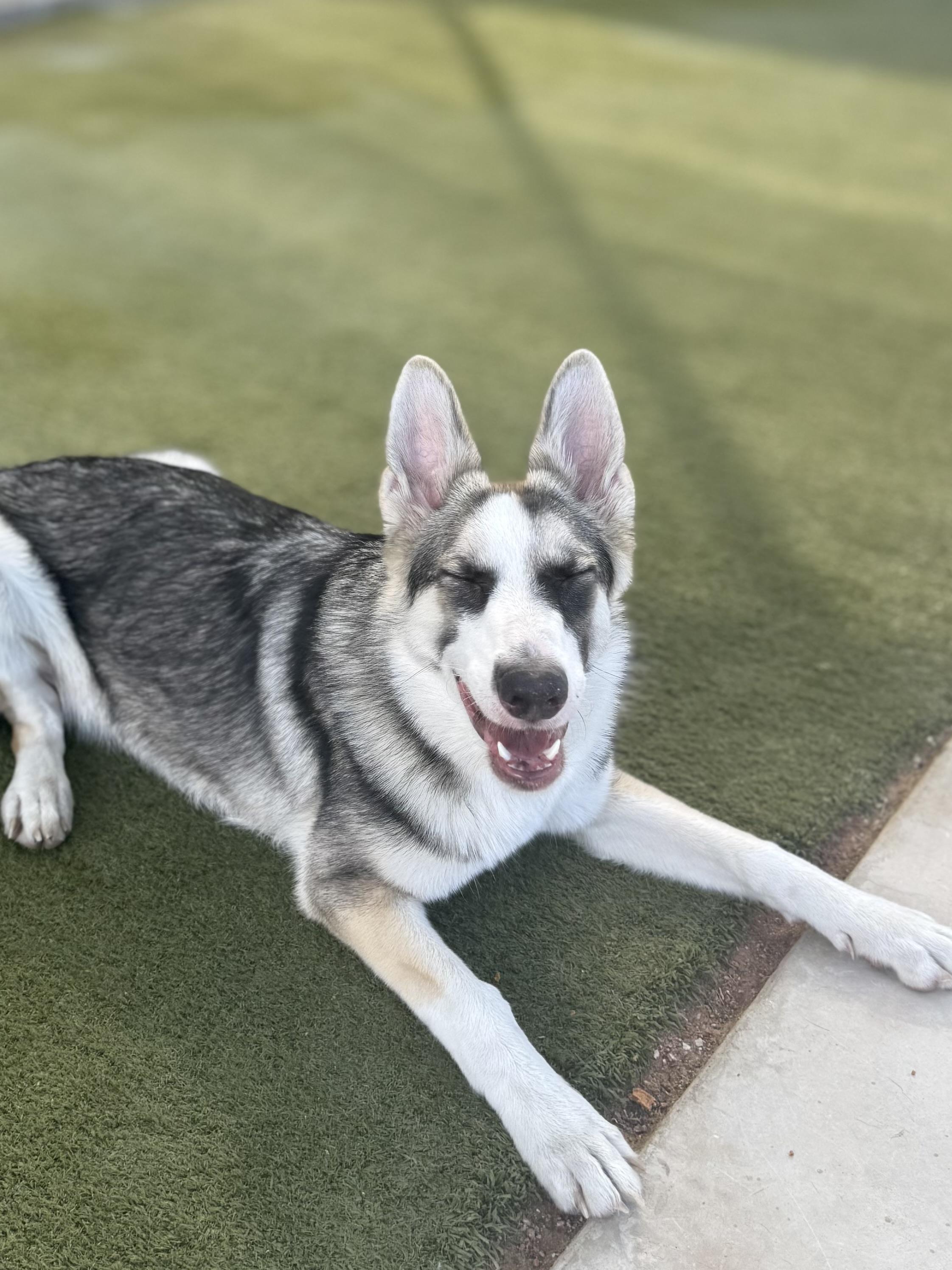 Enlarge Misiu, a Adoptable mixed breed in Boulder City, NV image 2/4