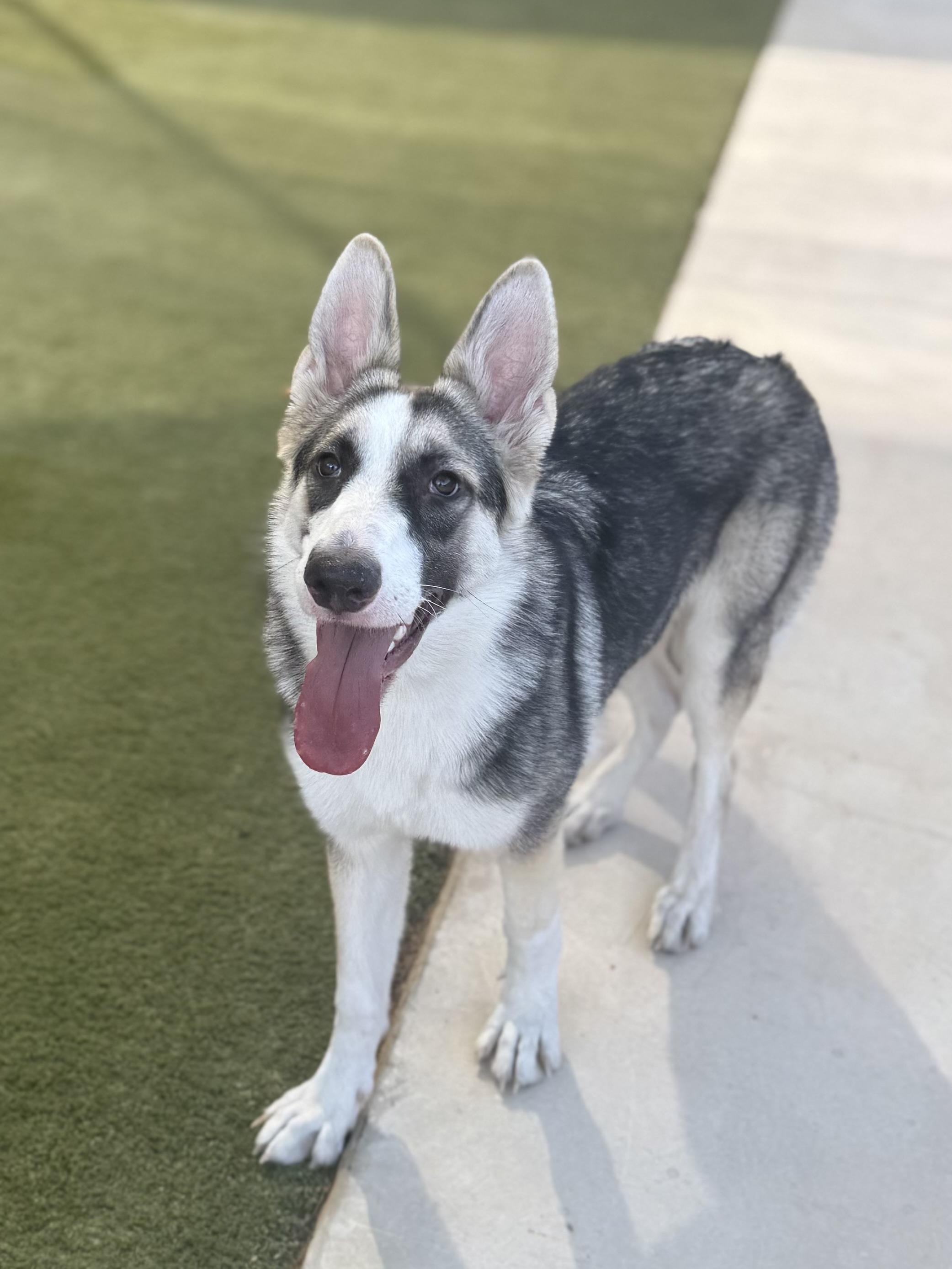 Enlarge Misiu, a Adoptable mixed breed in Boulder City, NV image 3/4