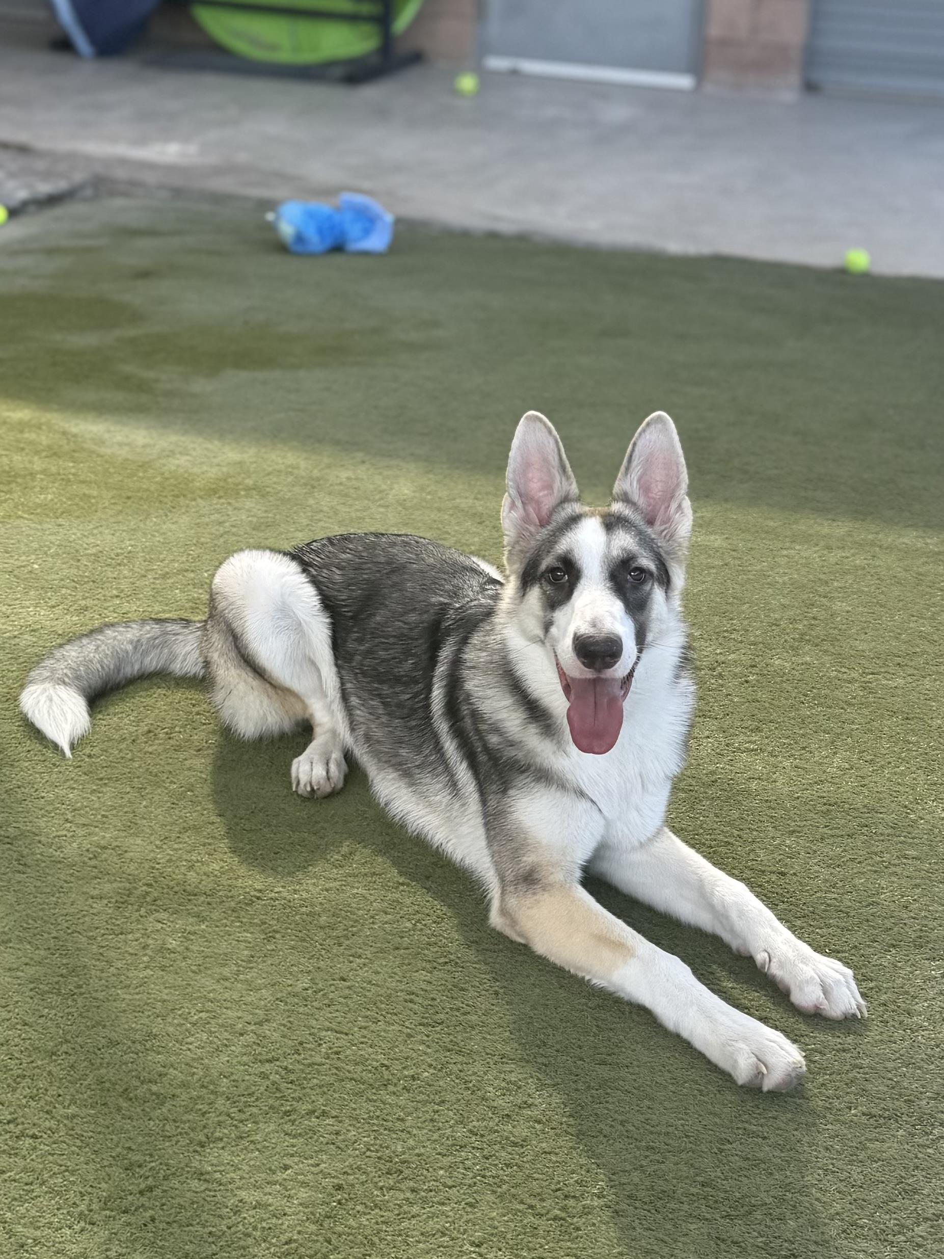 Enlarge Misiu, a Adoptable mixed breed in Boulder City, NV image 4/4