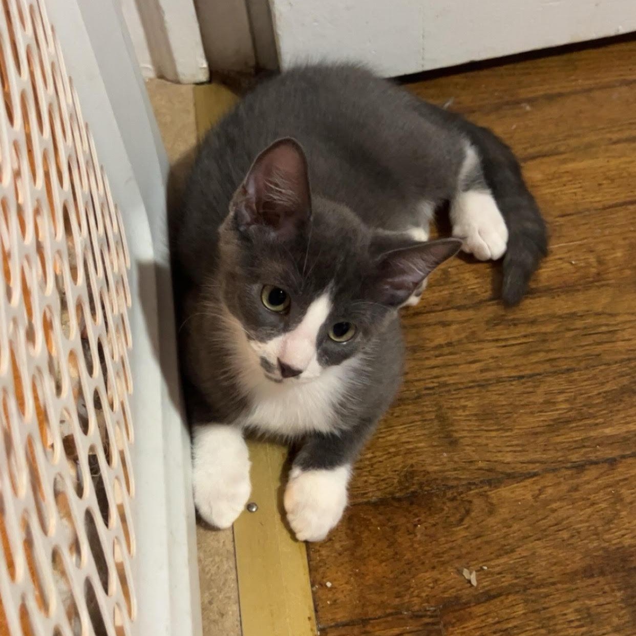 Enlarge Godzilla, a Adoptable Domestic Short Hair in Buffalo, NY image 2/3