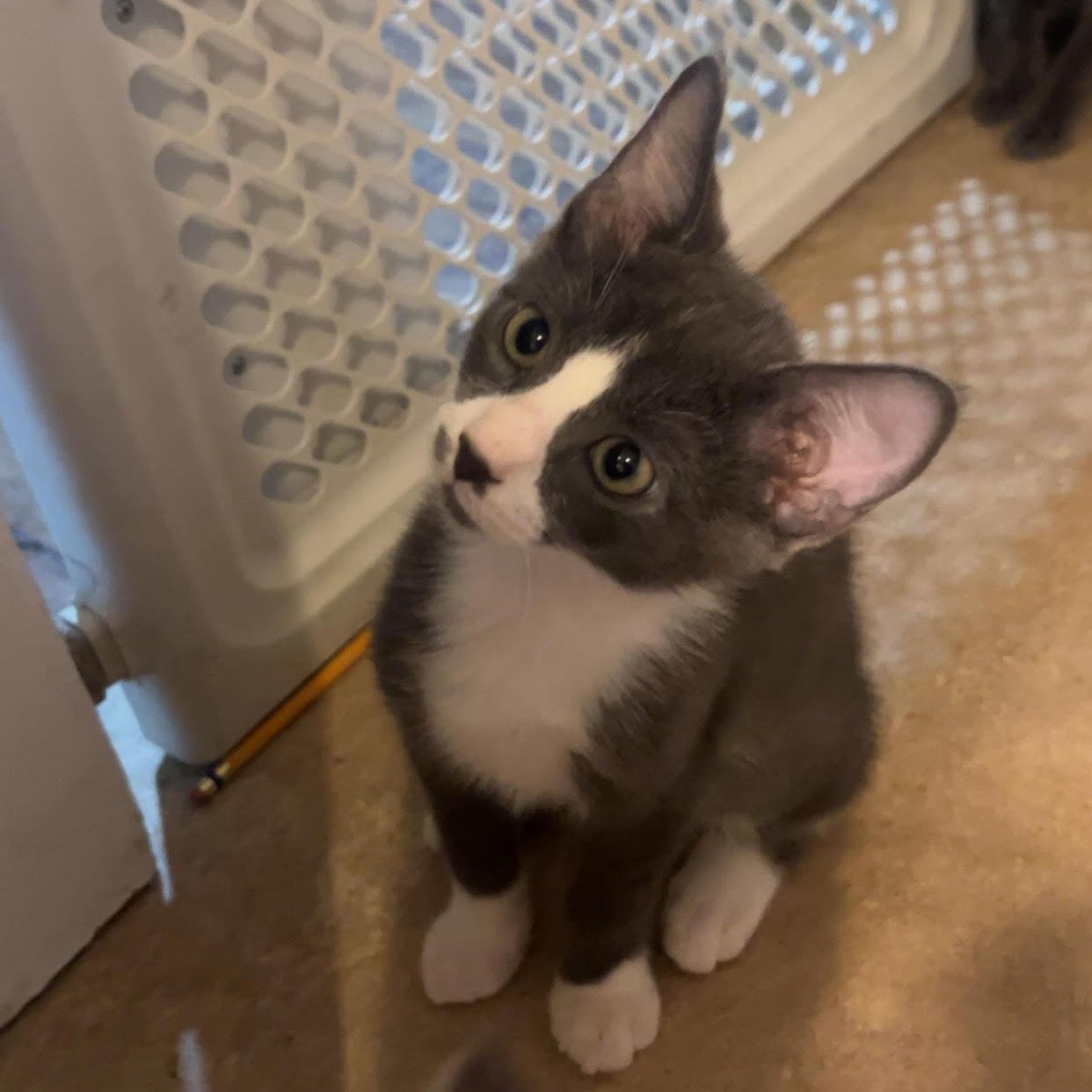 Godzilla, Adoptable, Kitten Male Domestic Short Hair.