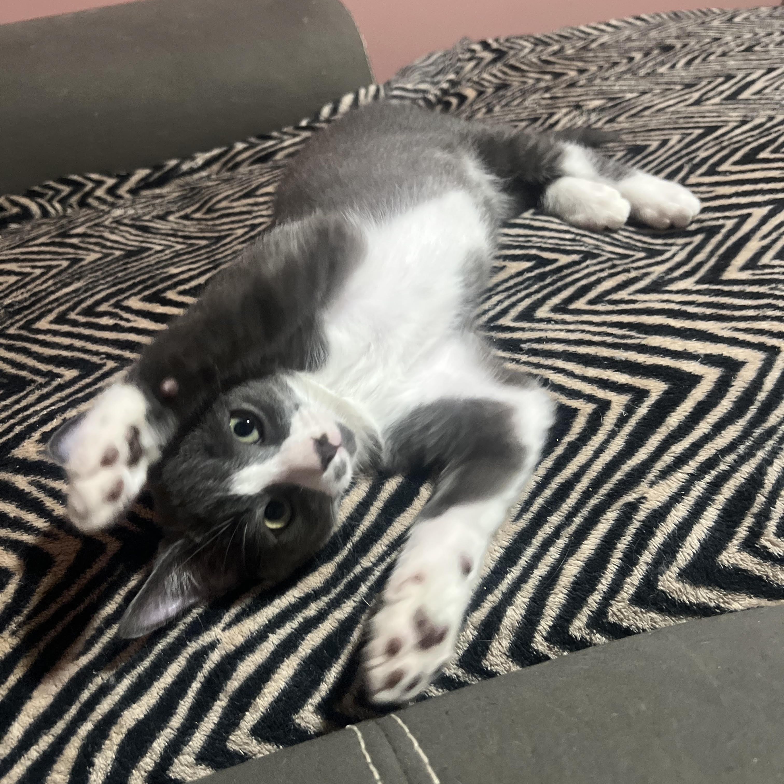 Enlarge Godzilla, a Adoptable Domestic Short Hair in Buffalo, NY image 3/3