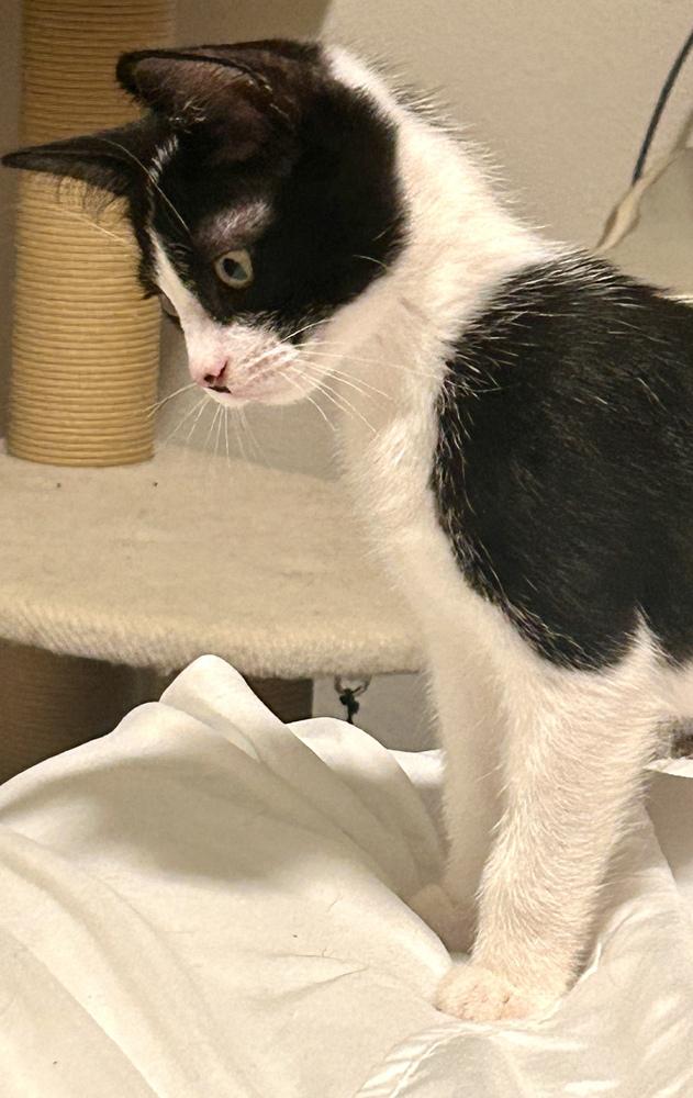 Enlarge Iris, a Adoptable mixed breed in Bellingham, WA image 2/5