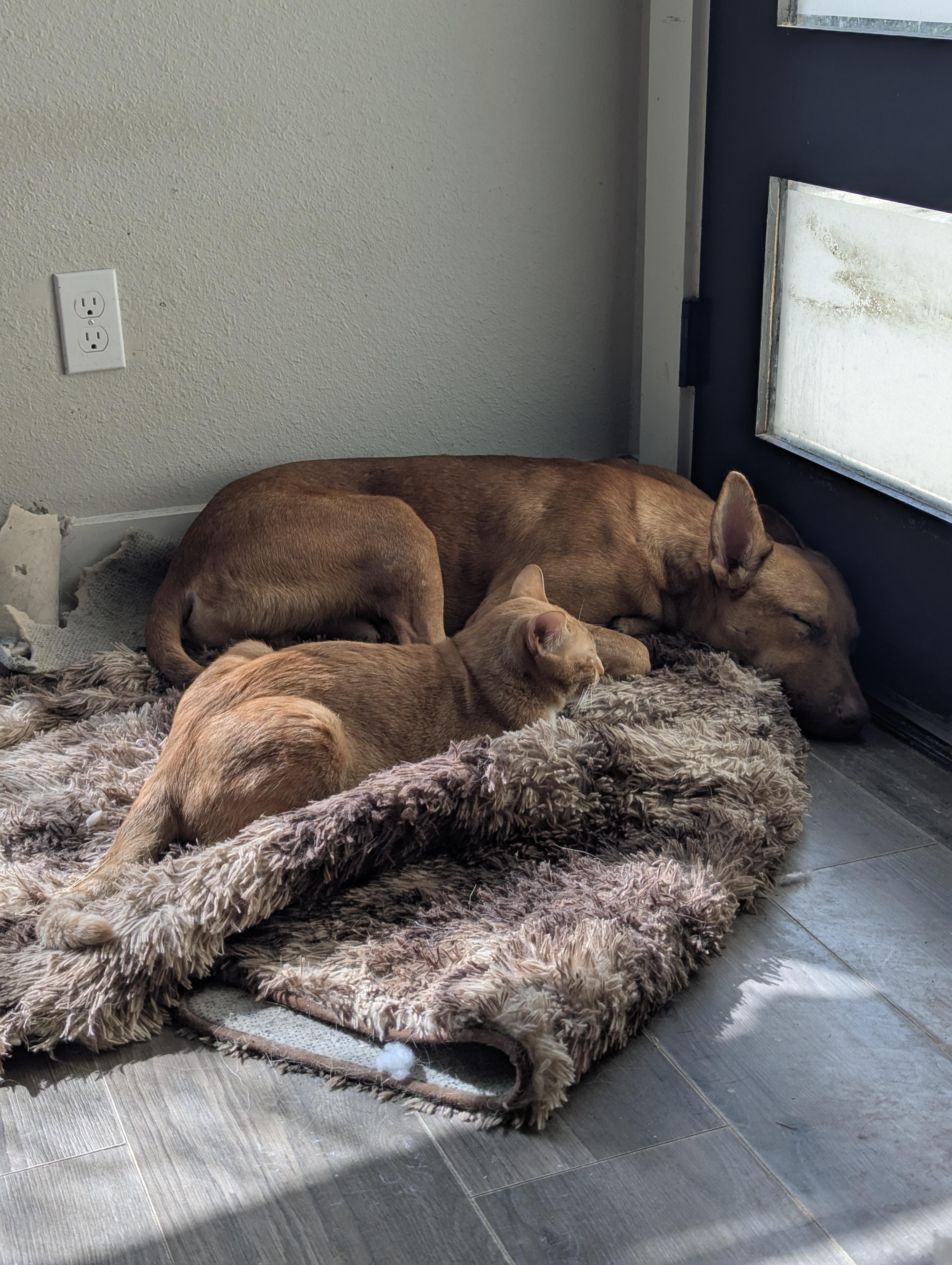 Pup Pup, an adoptable German Pinscher, Vizsla in Houston, TX, 77033 | Photo Image 3