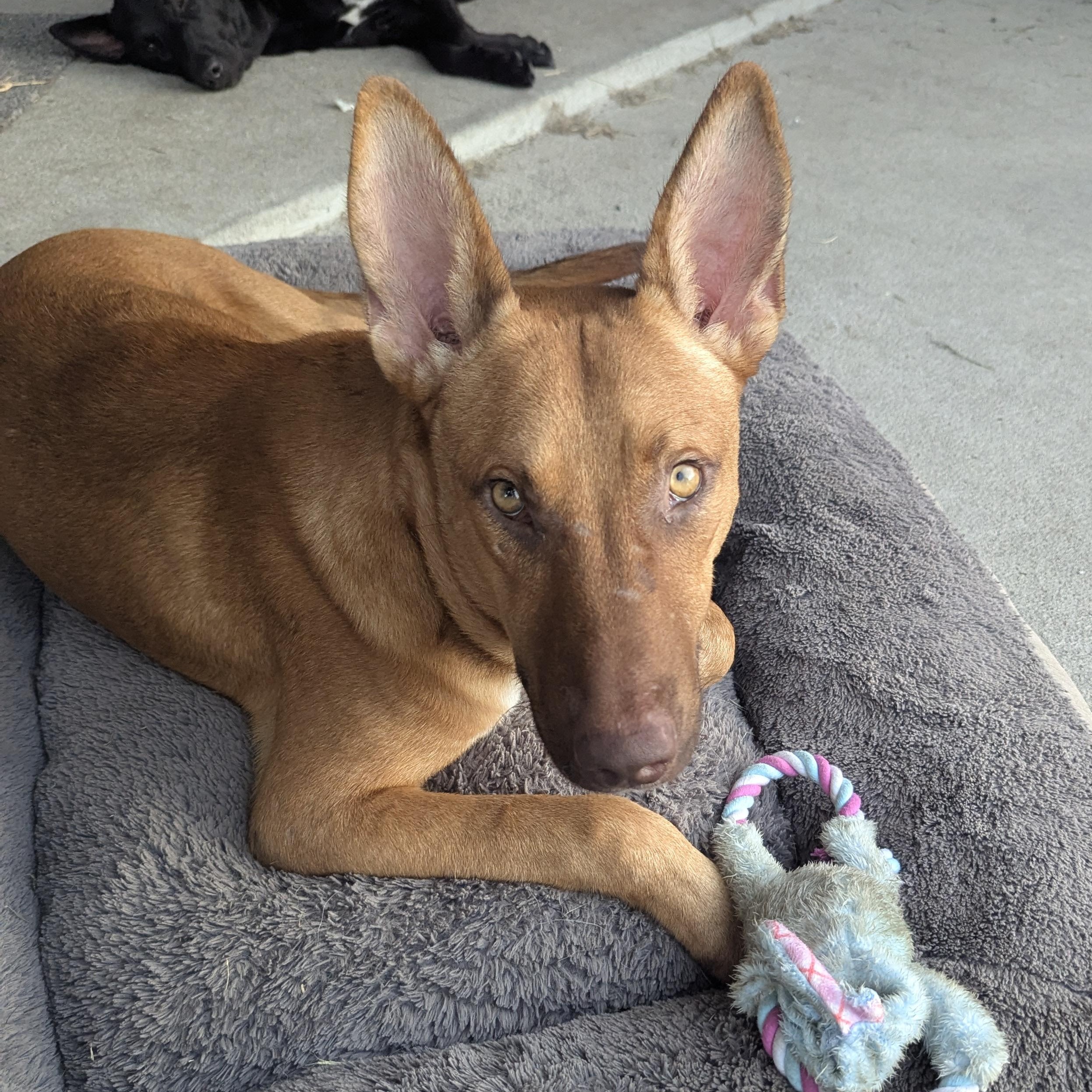 Pup Pup, an adoptable German Pinscher, Vizsla in Houston, TX, 77033 | Photo Image 1