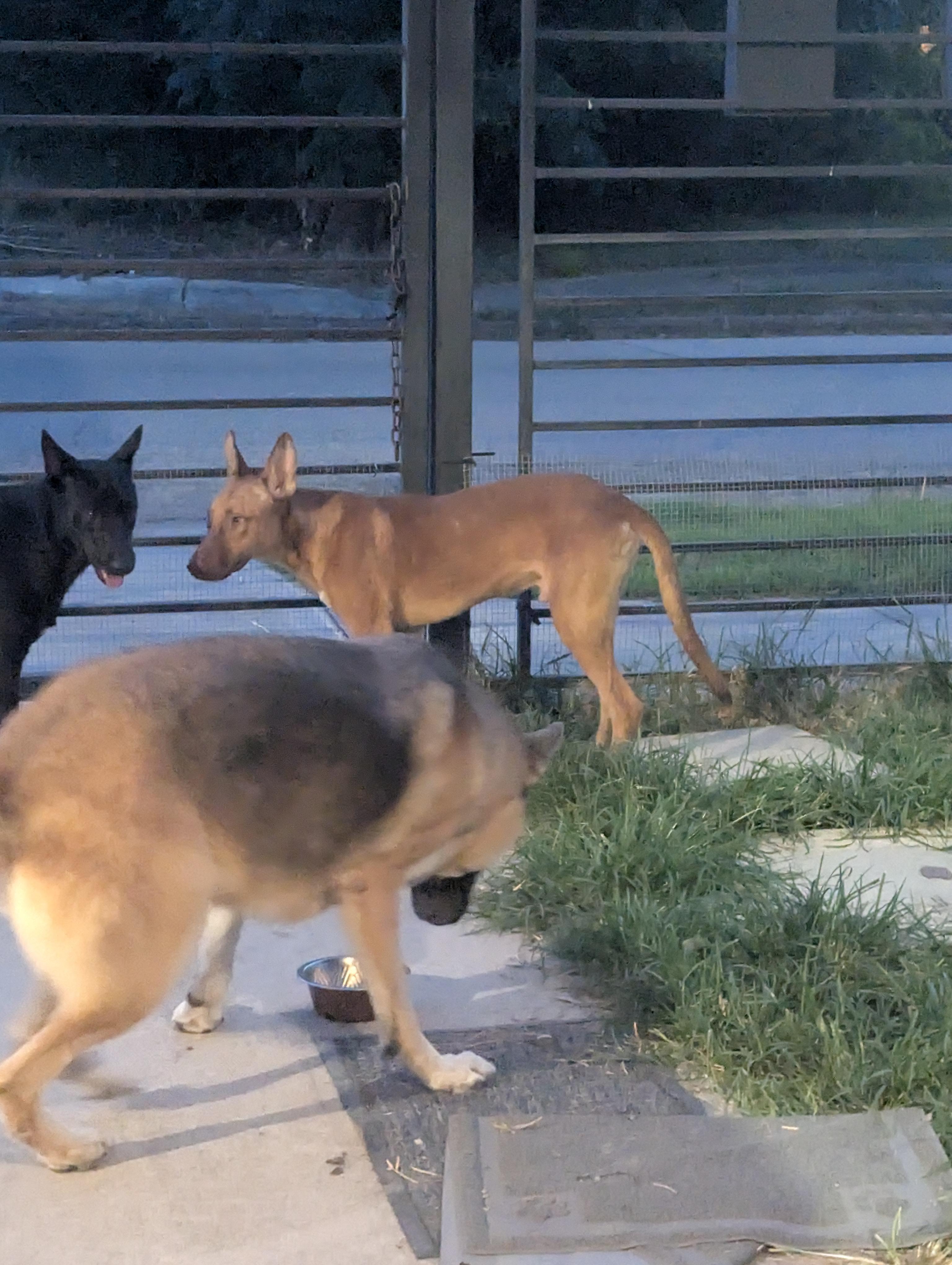 Pup Pup, an adoptable German Pinscher, Vizsla in Houston, TX, 77033 | Photo Image 6